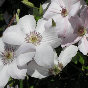 Клематис Иоанн Павел II